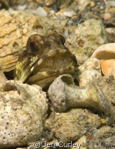 Jawfish with eggs. by Jeri Curley 